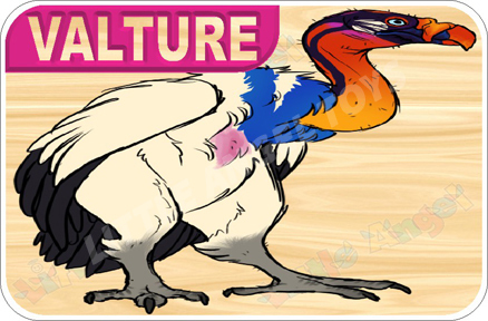 Multi Bird Flashcards