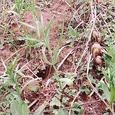 Fritillaria Cirrhosa