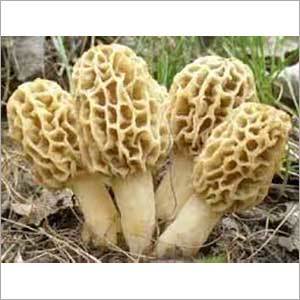 Herbal & Botanical Products