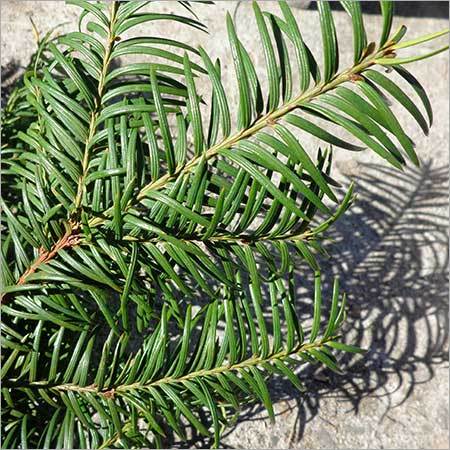 Taxus Baccata (Himalayan Yew)