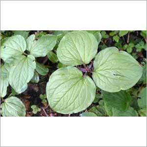 Trillidium Govanianum