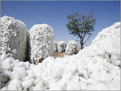 Raw Cotton Bale
