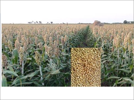 Jowar Seed