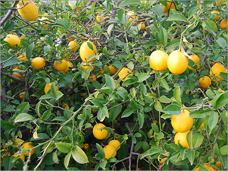 Fresh Lemon