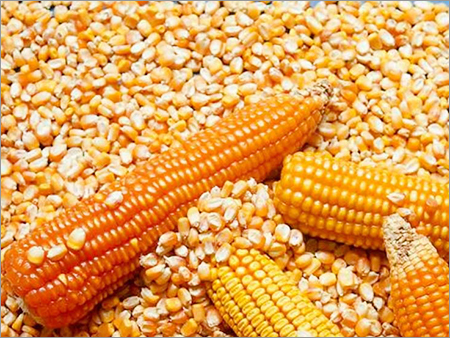 Yellow Maize