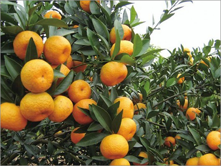 Fresh Orange