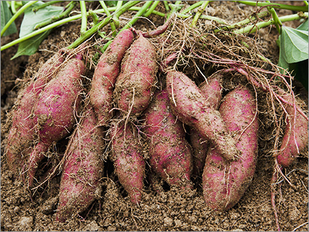 Sweet Potato