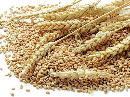 Wheat Grain