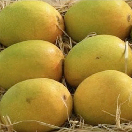 Alphonso Mango