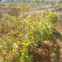 Organic Gloriosa Superba Seeds