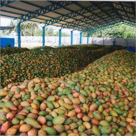 Totapuri Mango