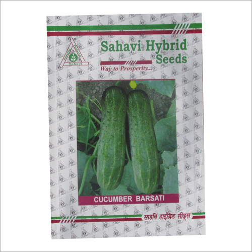 Cucumber Barsati