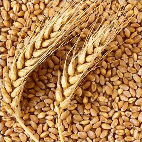 Wheat Seeds