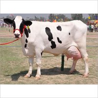 Vaca do friso de Holstein