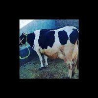 Vaca de Holstein
