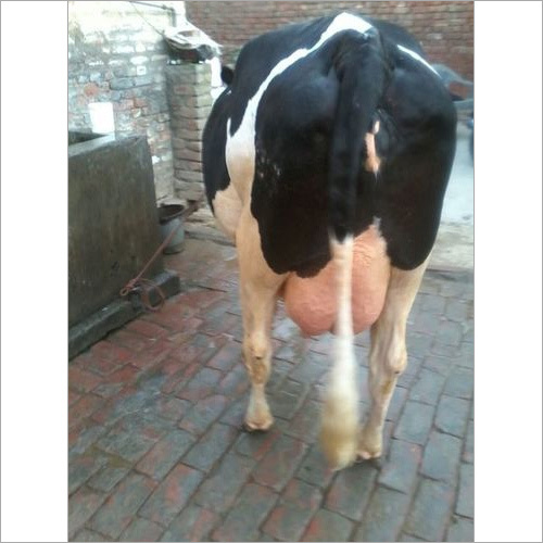 Hf Cow
