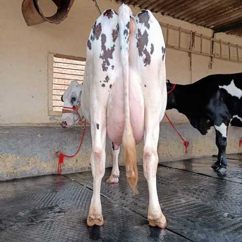 Hf Cow