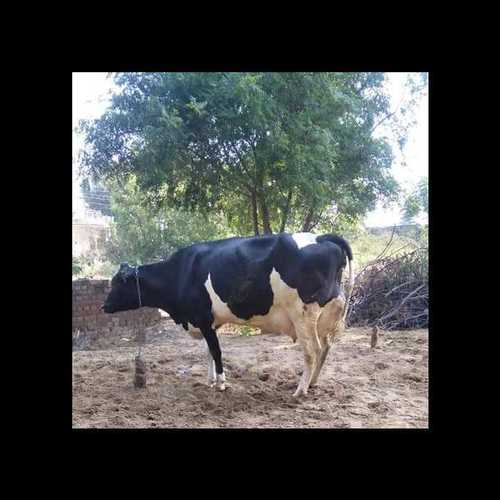 Hf Dairy Cow