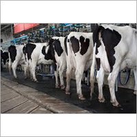 HF Indian Cow