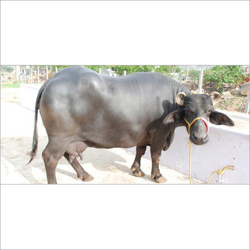 Karnal Murrah Buffalo