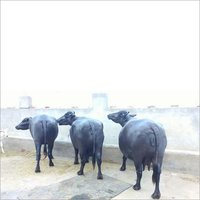 Murrah Haryana Buffalo