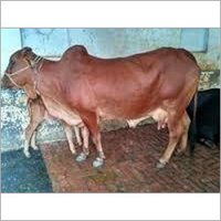 Vaca indgena de Sahiwal