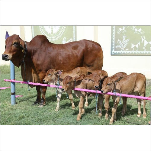 Sahiwal Cow