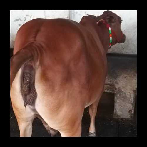 Brown Sahiwal Cow