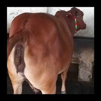 Vaca marrom de Sahiwal