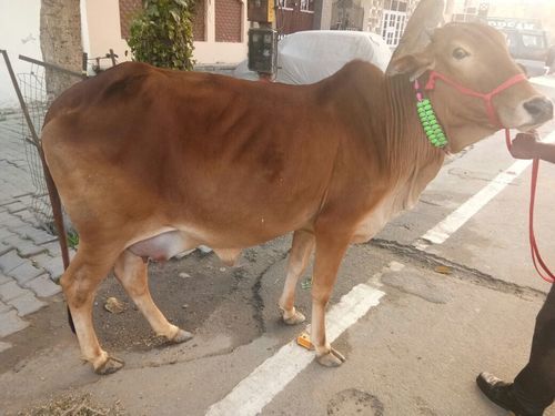 Pure Sahiwal Cow