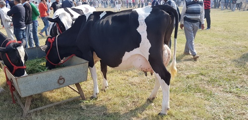 Pure HF Cow