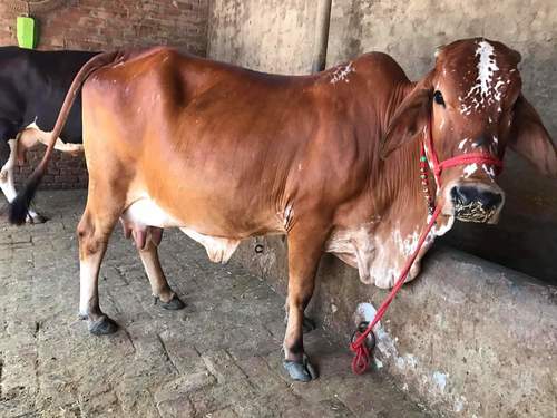 Rathi Cow