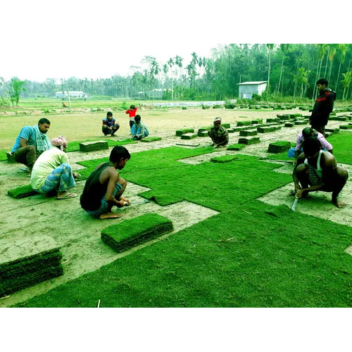 Natural Carpet Grass - Coarse-Leaved Dwarf Variety 2 Inches Stem Length Green Color | Perennial Growth for Sun & Shade Conditions