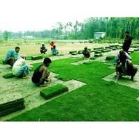 Natural Carpet Grass - Coarse-leaved, Dwarf Variety, 2 Inches Stem Length, Green Color | Perennial Growth For Sun & Shade Conditions