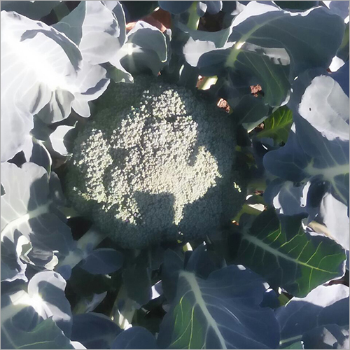 Broccoli