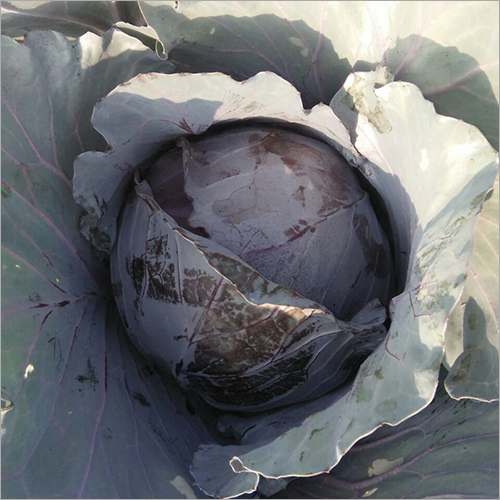 Fresh Preserved Vegetables