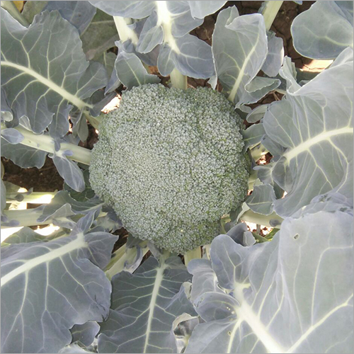 Broccoli