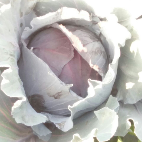Red Cabbage