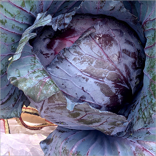 Red Cabbage