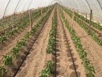 Black Agricultural Irrigation System