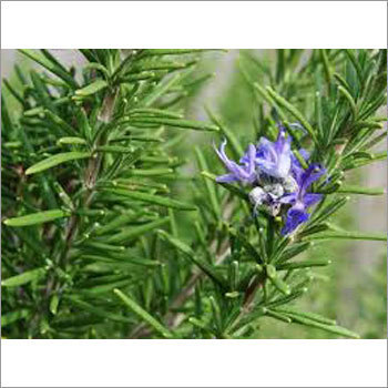 Fresh Rosemary