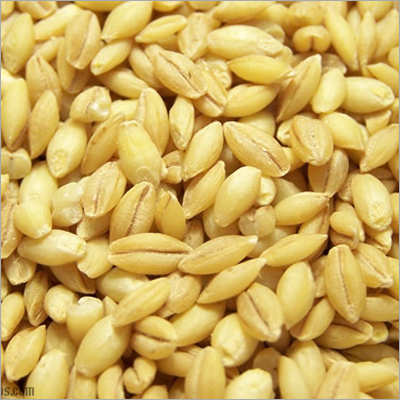 Barley Feed Barley Feed