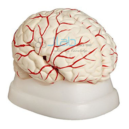 Human Brain Model