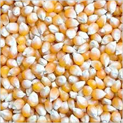 Pearl Millet
