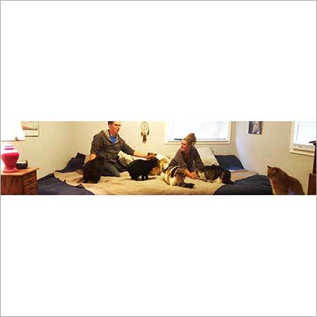 Pet Odor Removal