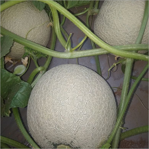 Kundan Muskmelon