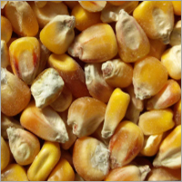 SCO, Yellow Corn, LKA