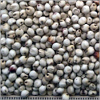 Selling White Sorghum