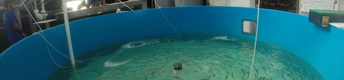 ozonator for aquaculture