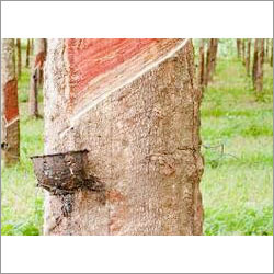 Natural Rubber By PIONEER RUBBER & CHEMICAL CO.
